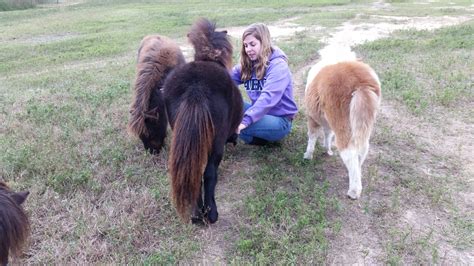 Mini Horses For Sale Cordele GA - Miniature Donkeys | Lewis Mill Ranch