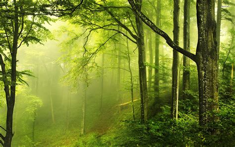 Nature Forest Wallpaper - WallpaperSafari