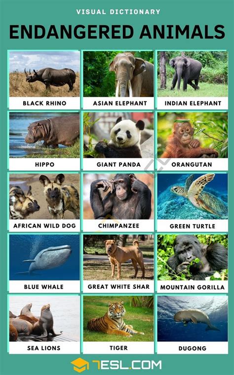 an image of animals that are labeled in english and spanish with the ...