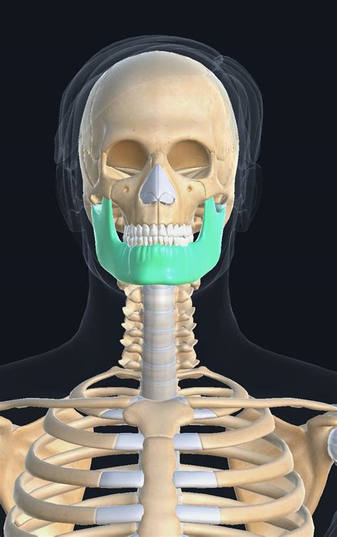 Human Skull Anatomy Quiz By Clinic Side