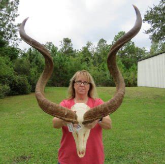 Kudu Skull with Horns | 30 to 49 Inches | Kudu Skull Plate and Horns