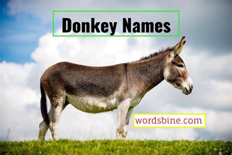 Donkey Names - Lovely Donkey Names