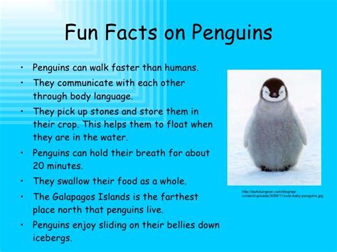 Printable Penguin Facts