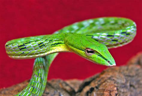 Green Vine Snake Facts! | Always Learning!