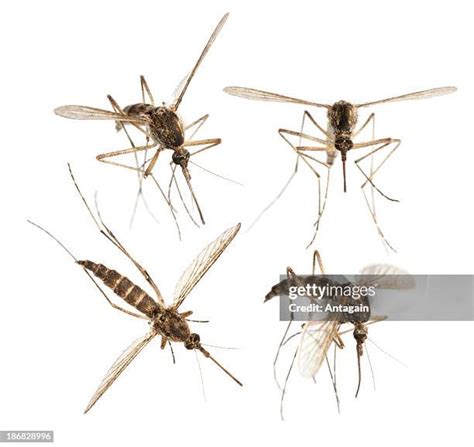 665 Mosquito Wings Stock Photos, High-Res Pictures, and Images - Getty Images