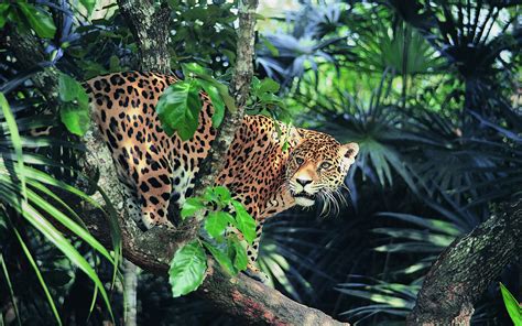 Wallpaper : animals, wildlife, big cats, Zoo, jungle, leopard, Ocelot, Jaguar, rainforest, wild ...