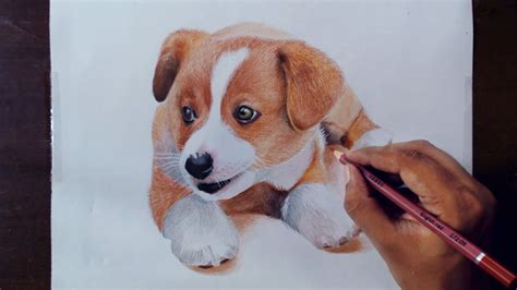 Drawing Animals 2 - Drawing a Puppy - Colored pencils - YouTube