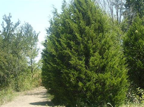 How to Grow Cedar Trees - Gardening Channel