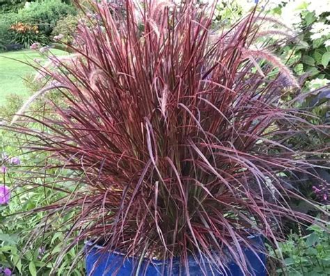 6 Great Ornamental Grasses to Grow in Containers