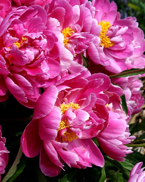 Pink Peonies Picture | Free Photograph | Photos Public Domain