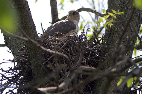 Cooper's Hawk Nest 2013: Female feeding on nest Cooper Hawk May 31 , 2013