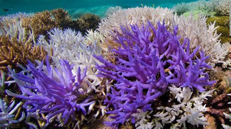 Glowing coral reefs are striving to recover from bleaching, study says - CNN