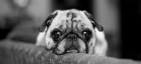 Do Pugs Have Health Problem: Understand Pug Health Problems