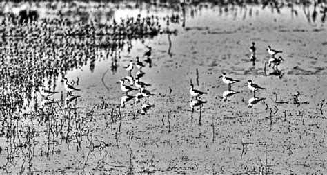 Birds At Wetlands | Wetland, Stock photos, Free stock photos