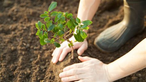 Planting More Trees Would Increase Rainfall In Europe Which Can Help ...