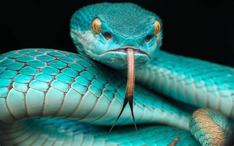 Blue Snake Wallpapers - Top Free Blue Snake Backgrounds - WallpaperAccess