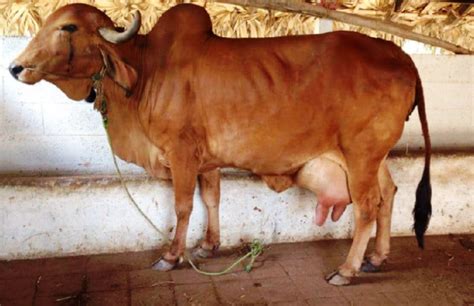 Best Native Cow Breeds In India - All About Cow Photos