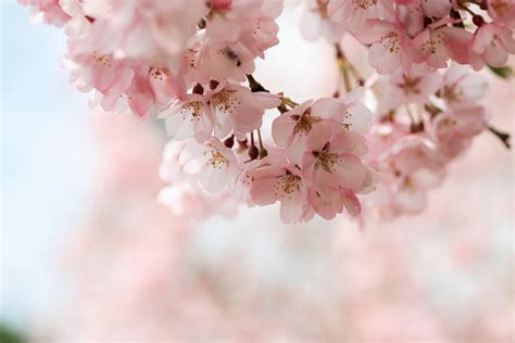 Blossom HD Wallpapers - Wallpaper Cave