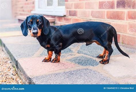 A Puppy Miniature Dachshund, with Short Hair and a Smooth, Silky Brown ...