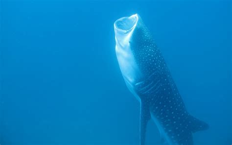 Female whale shark sets the record for longest migration - Earth.com