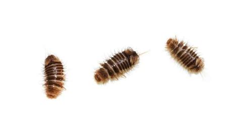 Carpet Beetle Larvae: What Do They Look Like? - IMP WORLD