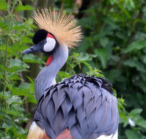 African Crowned Crane - ZooChat