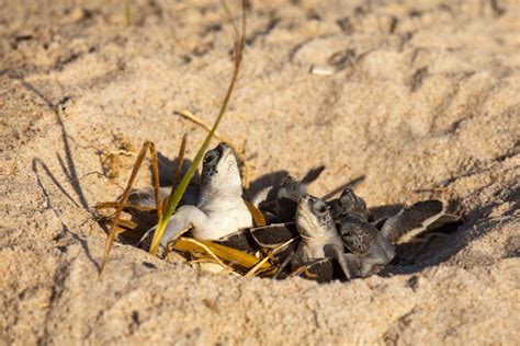 Sea Turtles Find Sanctuary for Nesting at Disney’s Vero Beach Resort ...