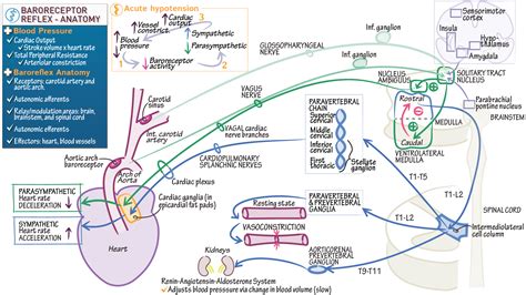 Neurology Residency (RITE Exam): Baroreceptor Reflex: Detailed Anatomy ...