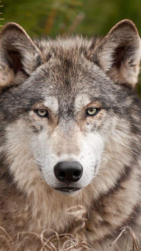 Wolf Face, wool, predator, muzzle, nature, animal, wild, HD phone wallpaper | Peakpx