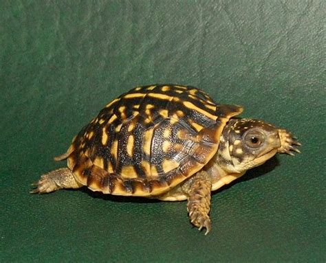 Ornate Box Turtle Facts and Pictures