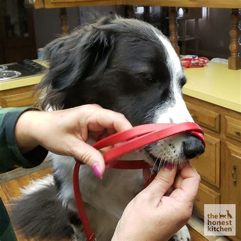 DIY Dog Muzzle – The Honest Kitchen