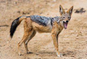 Black Backed Jackal Facts, Habitat, Diet, Life Cycle, Baby, Pictures