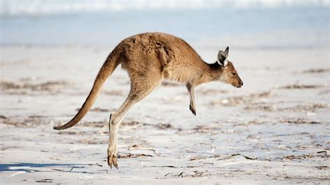 Baby Kangaroo Wallpapers - Top Free Baby Kangaroo Backgrounds - WallpaperAccess