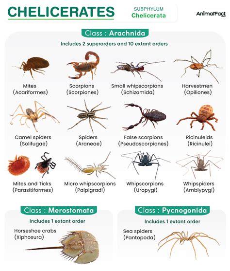 Chelicerata - Facts, Classes, Habitat, Examples, & Pictures