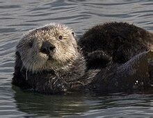 Sea otter conservation - Wikipedia