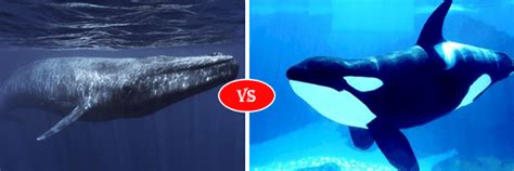 Blue Whale Vs Orca Killer Whale fight comparison- who will win?