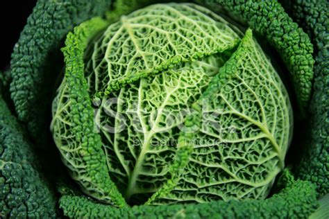 Savoy Cabbage Stock Photo | Royalty-Free | FreeImages