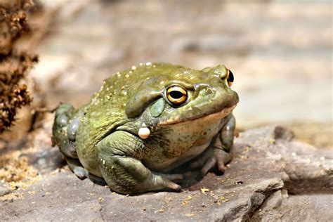 A church claims to have created a drug that combines 'shrooms and toad venom. Experts are ...