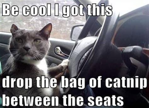 100 Dank Cat Memes Ever That Will Make You Rock n Roll