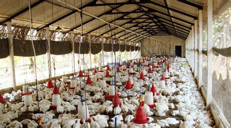 Starting Broiler Poultry Farming Business Plan (PDF) - StartupBiz Global