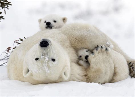 Polar Bears: Species Facts, Info & More | WWF.CA