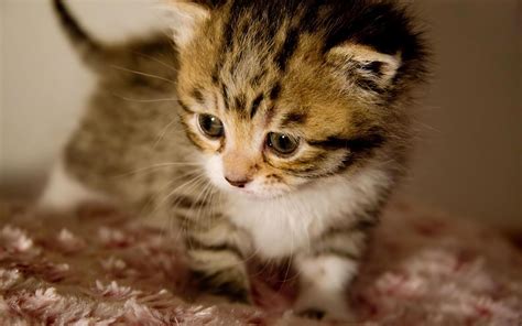 Cutest Kitten In The World - Wallpaper - Faxo