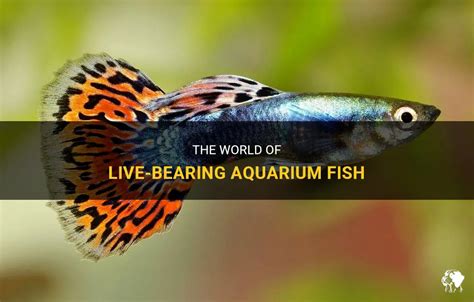 The World Of Live-Bearing Aquarium Fish | PetShun