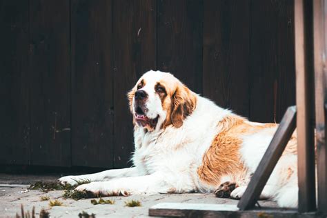 Saint Bernard Grooming: Bathing, Shedding, and Haircuts