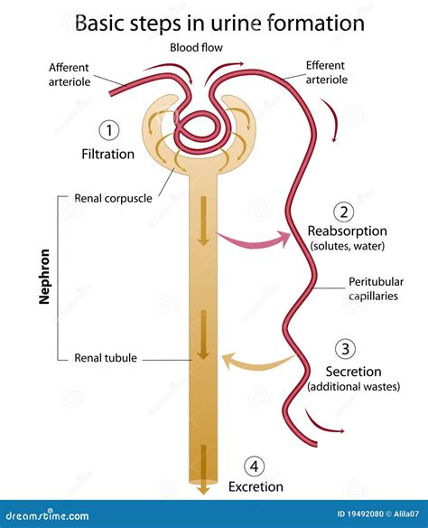 Top 174+ Urine formation animation - Merkantilaklubben.org