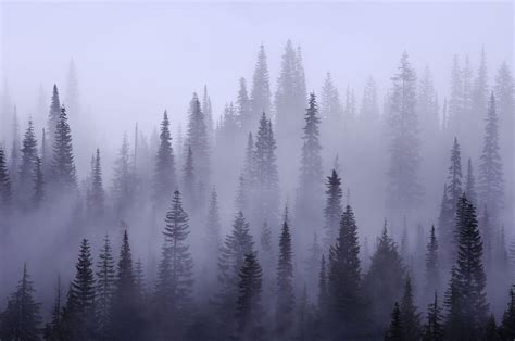 Misty Forest Wallpapers - Top Free Misty Forest Backgrounds - WallpaperAccess