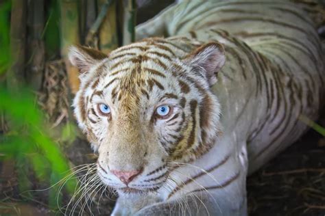 Eyes of the albino tiger — Stock Photo © alexeys #2546059