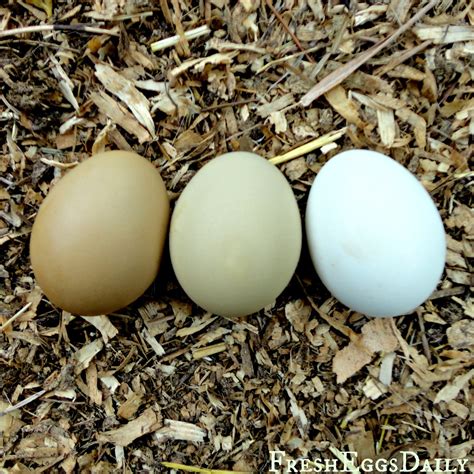 Marans + Ameraucanas = Olive Egger Chickens | Fresh Eggs Daily®