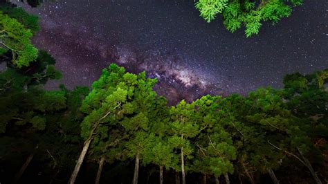 nature, Trees, Forest, Branch, Leaves, Wood, Worms Eye View, Night ...