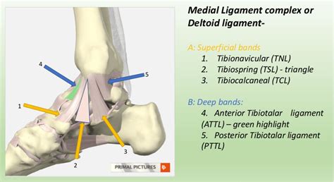 Deltoid Ligament